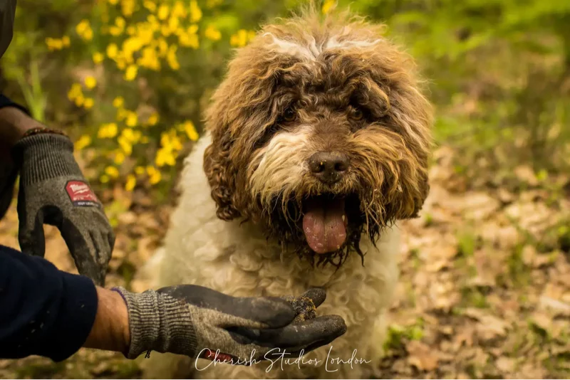 Truffle hunting experience in Tuscany