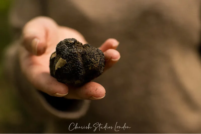 Truffle hunting experience in Tuscany