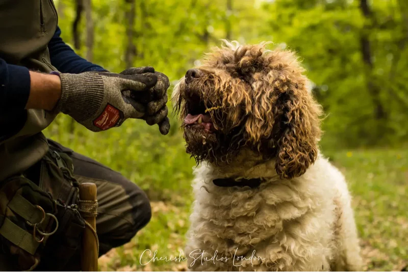 Truffle hunting experience in Tuscany